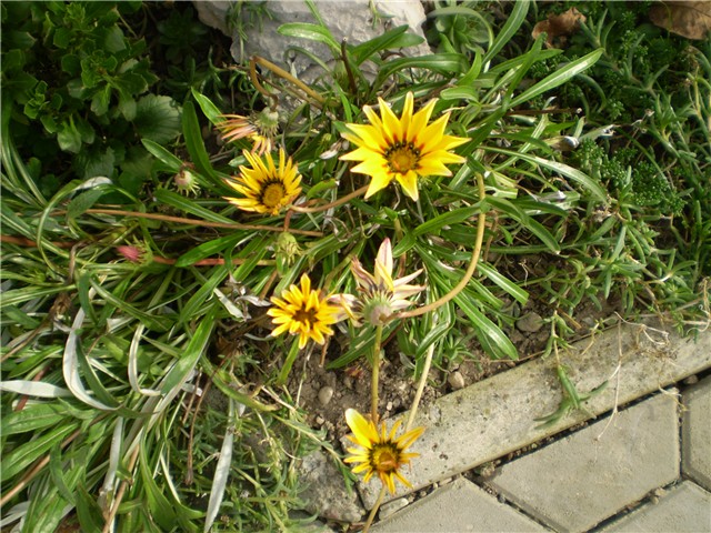 gazanija